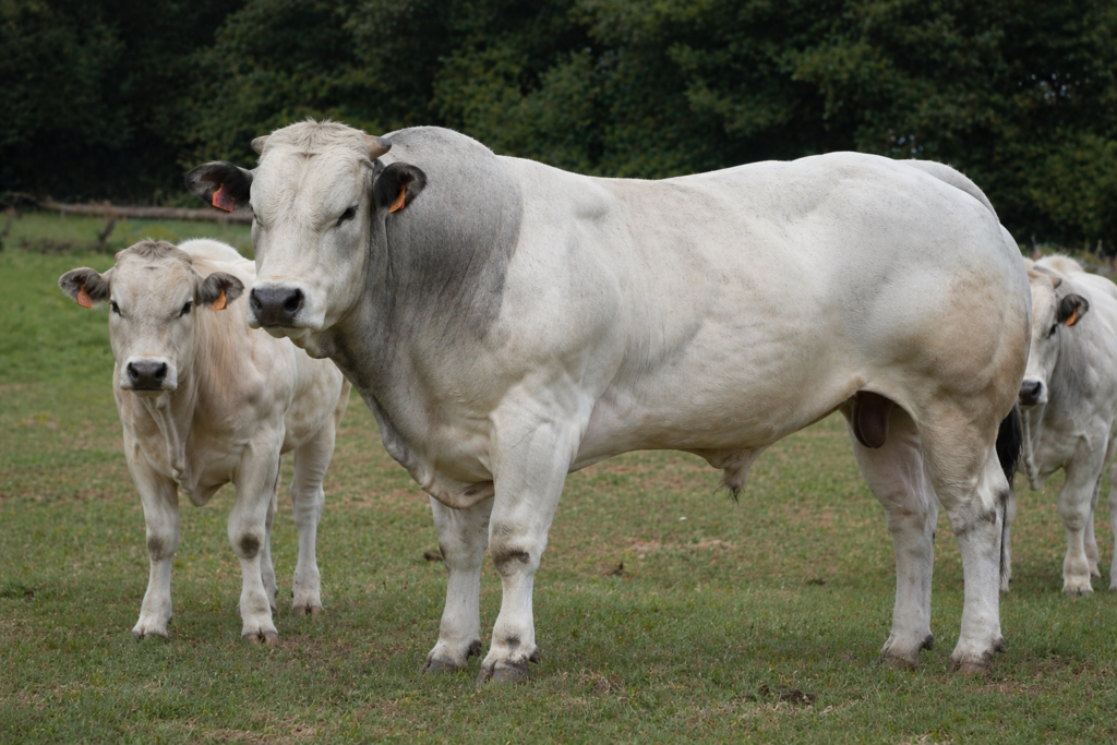 Piedmontese Cattle Autralia Bull