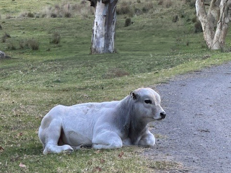 Piedmontese Cattle Australia