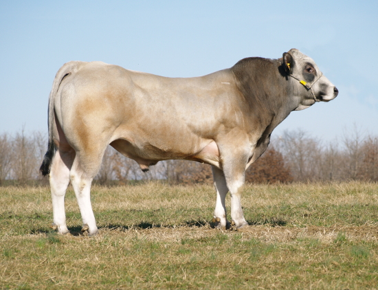 Piedmontese Anaborapi certified bulls