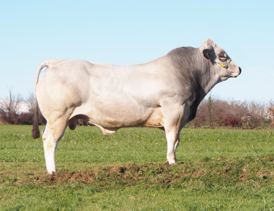 Piedmontese Anaborapi certified bulls