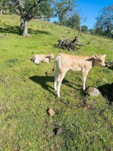 Piedmont Calves