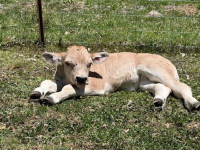 Piedmont bull