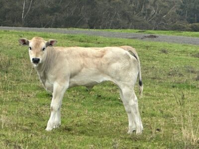 Piedmontese