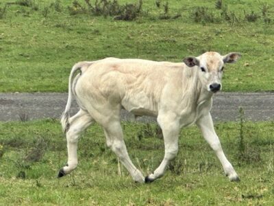 Piedmontese