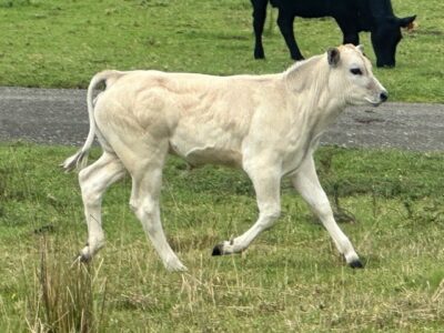 Piedmontese