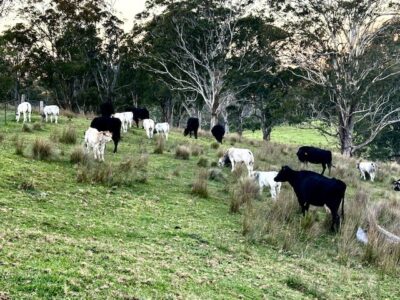 Australia Piedmontese Cattle