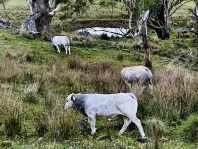 Australia Piedmontese Cattle
