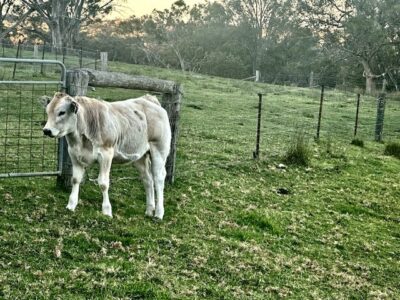 Piedmontese Cattle