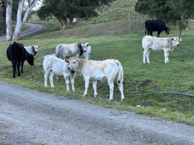 Australia Piedmontese Cattle