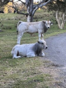 Australia Piedmontese Cattle