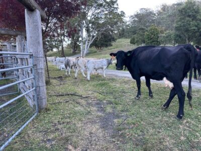 Piedmontese Cattle