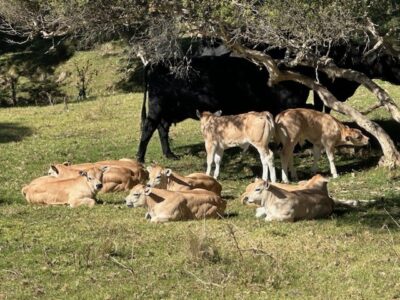 Piedmontese Cattle Australia