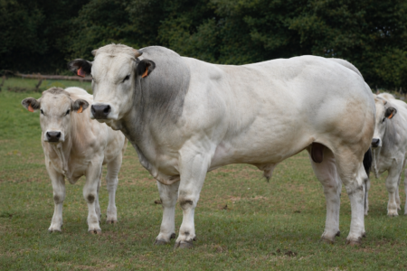 Piedmontese Cattle Autralia Bull
