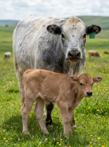 Piedmontese Lean beef